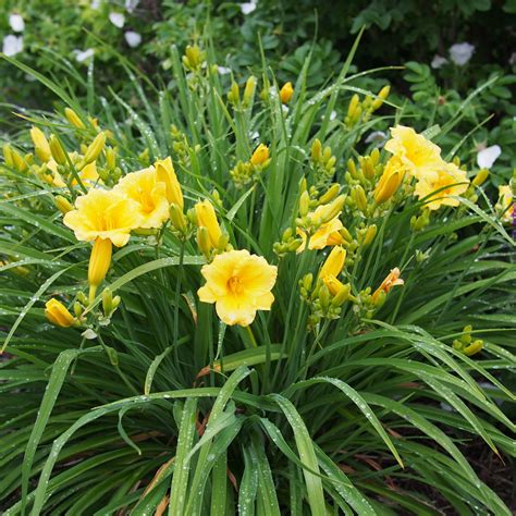 stella de oro daylillies.